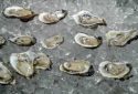 Nabu all you can eat oysters in Fort Lauderdale